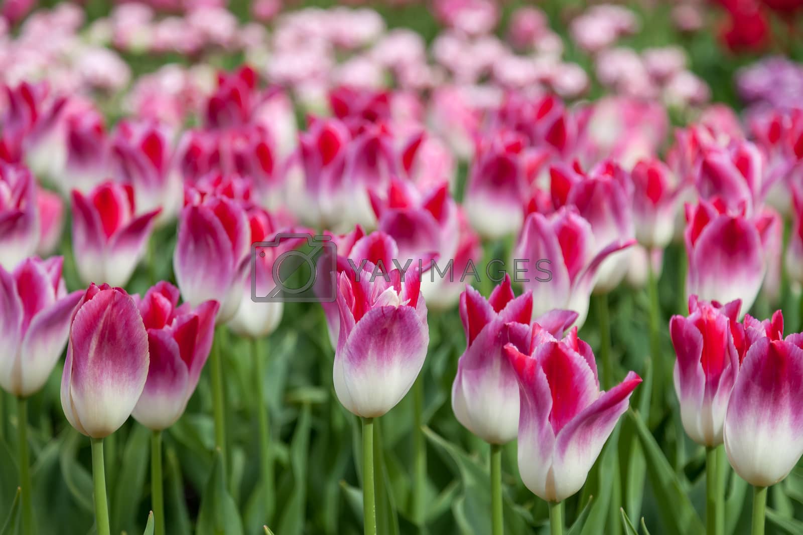 Royalty free image of Colorful Tulips by ninette_luz