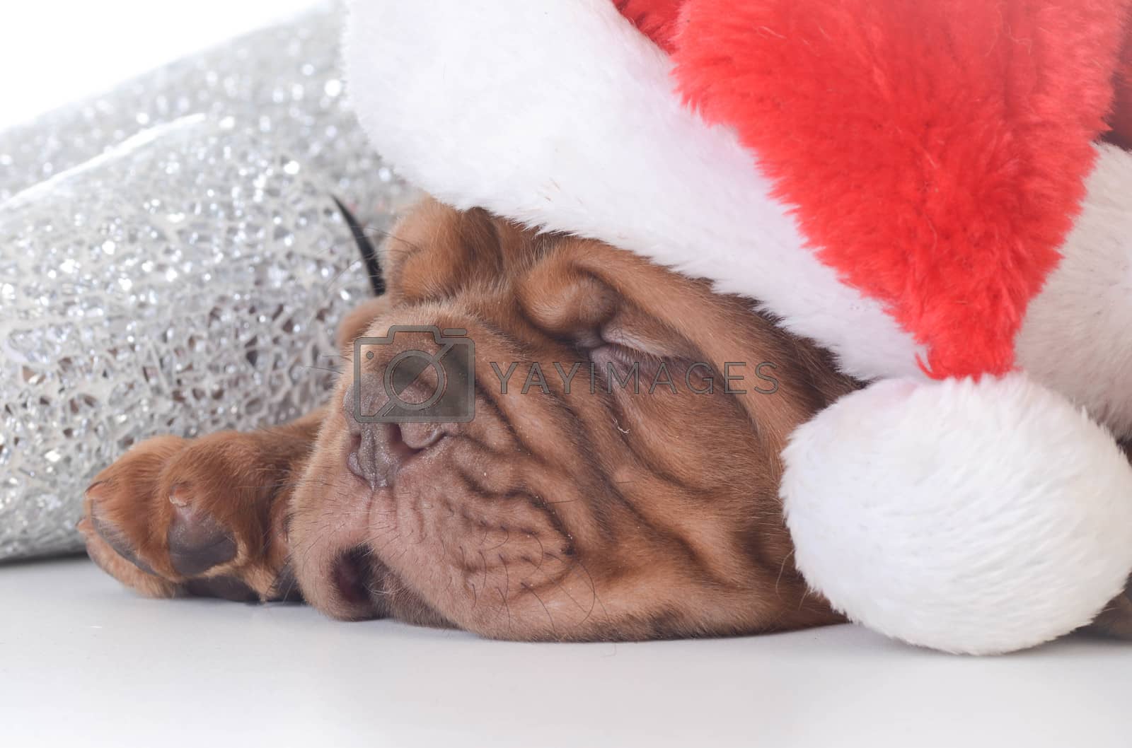 Royalty free image of christmas puppy by willeecole123