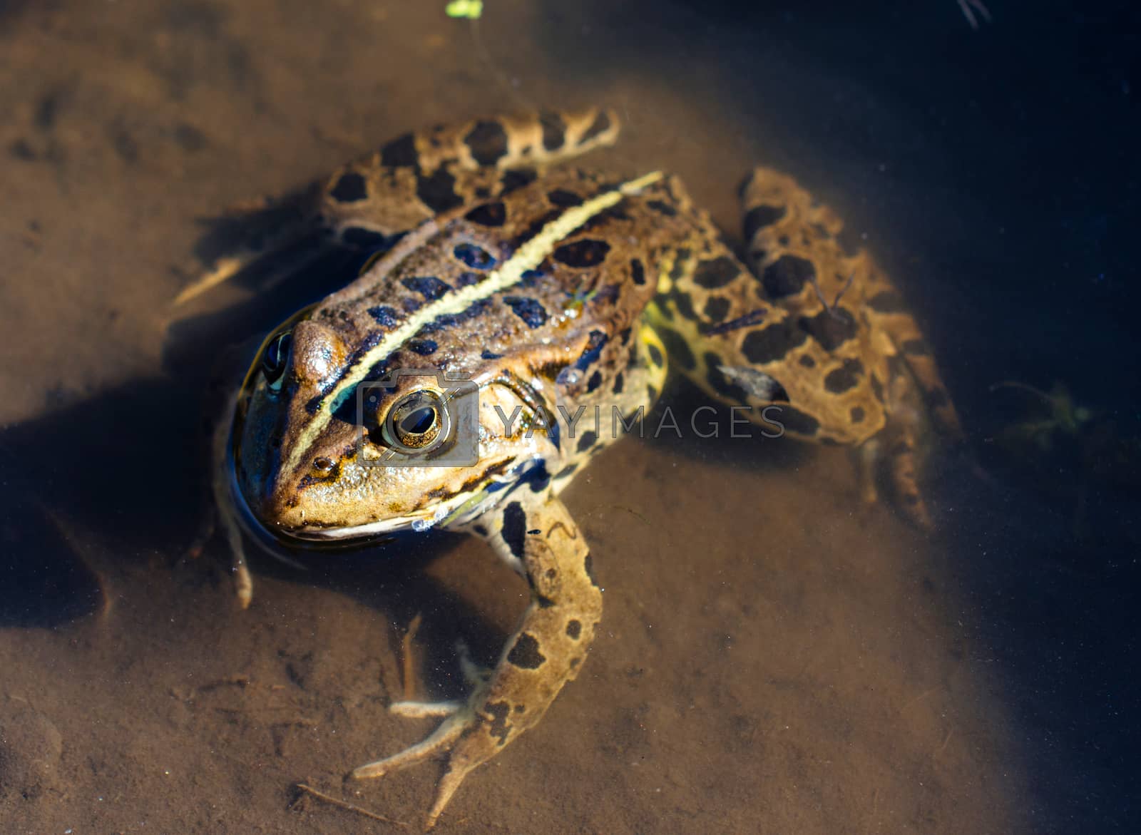 Royalty free image of Close up to frog by badmanproduction