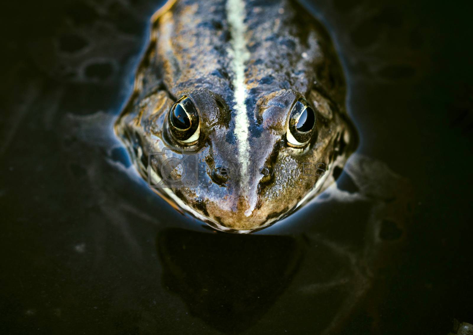Royalty free image of Frog head by badmanproduction
