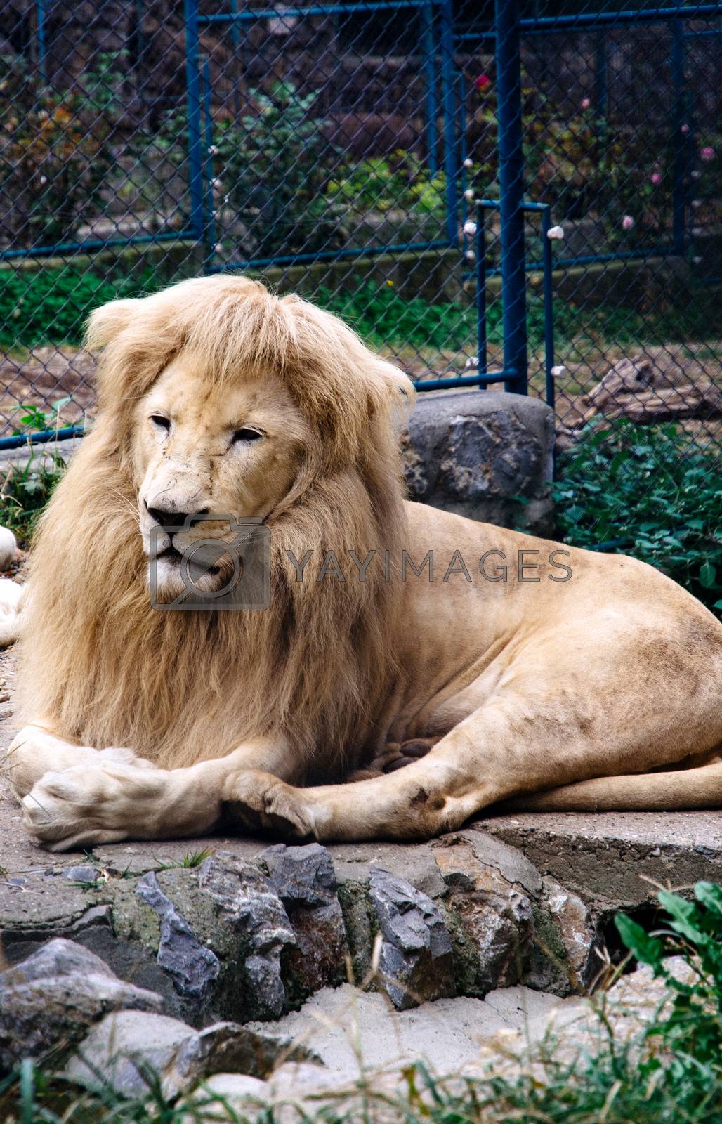 Royalty free image of White lion by badmanproduction
