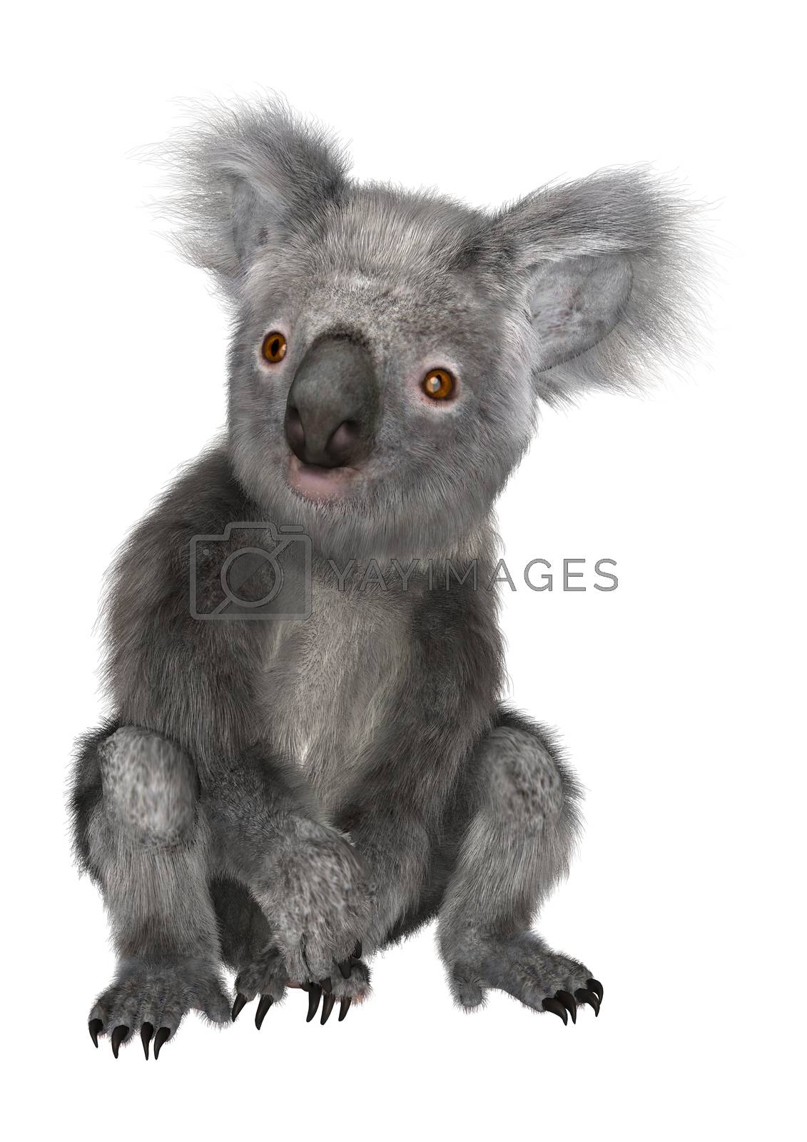 Royalty free image of Koala by Vac