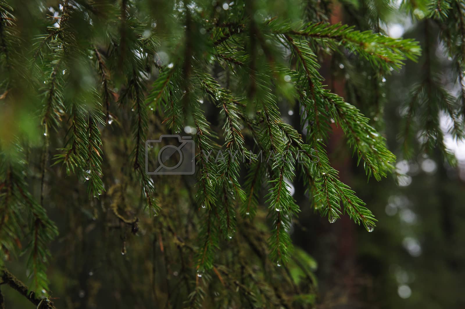 Royalty free image of Fir branch by oracal