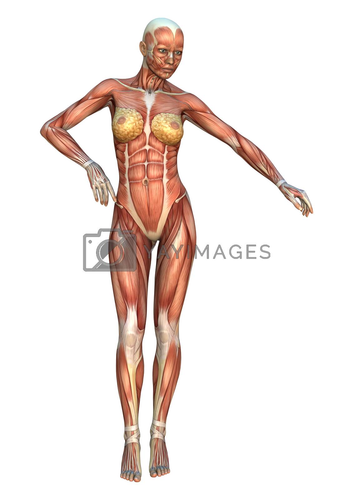 Royalty free image of Muscle Maps by Vac