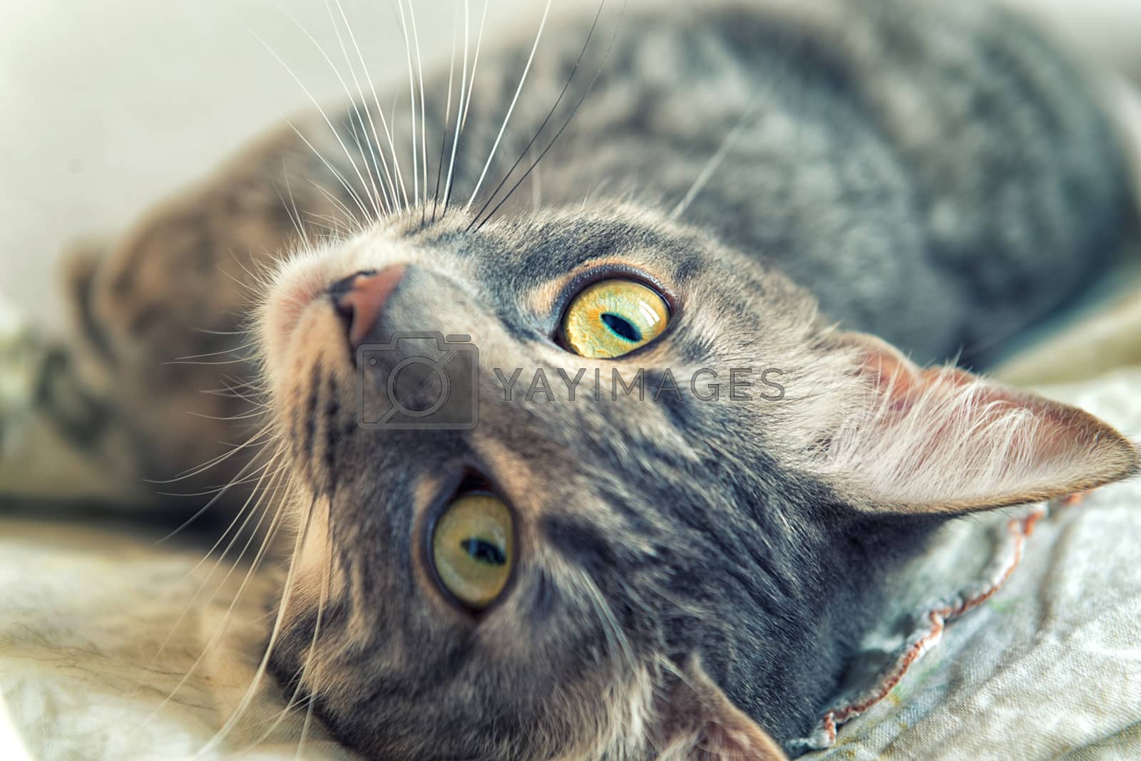 Royalty free image of Tabby cat relaxing by jordygraph