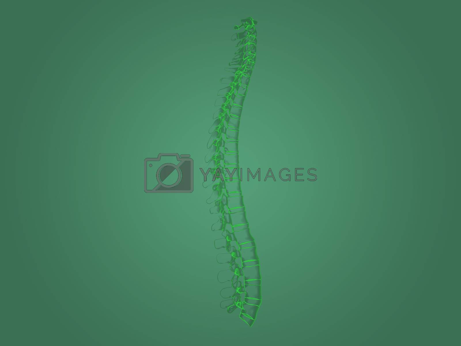 Royalty free image of X-ray spine anatomy by teerawit