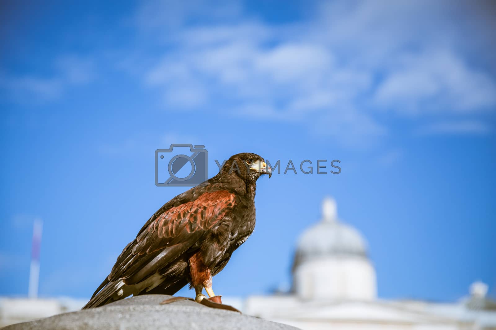 Royalty free image of Majestic eagles in London by nektarstock