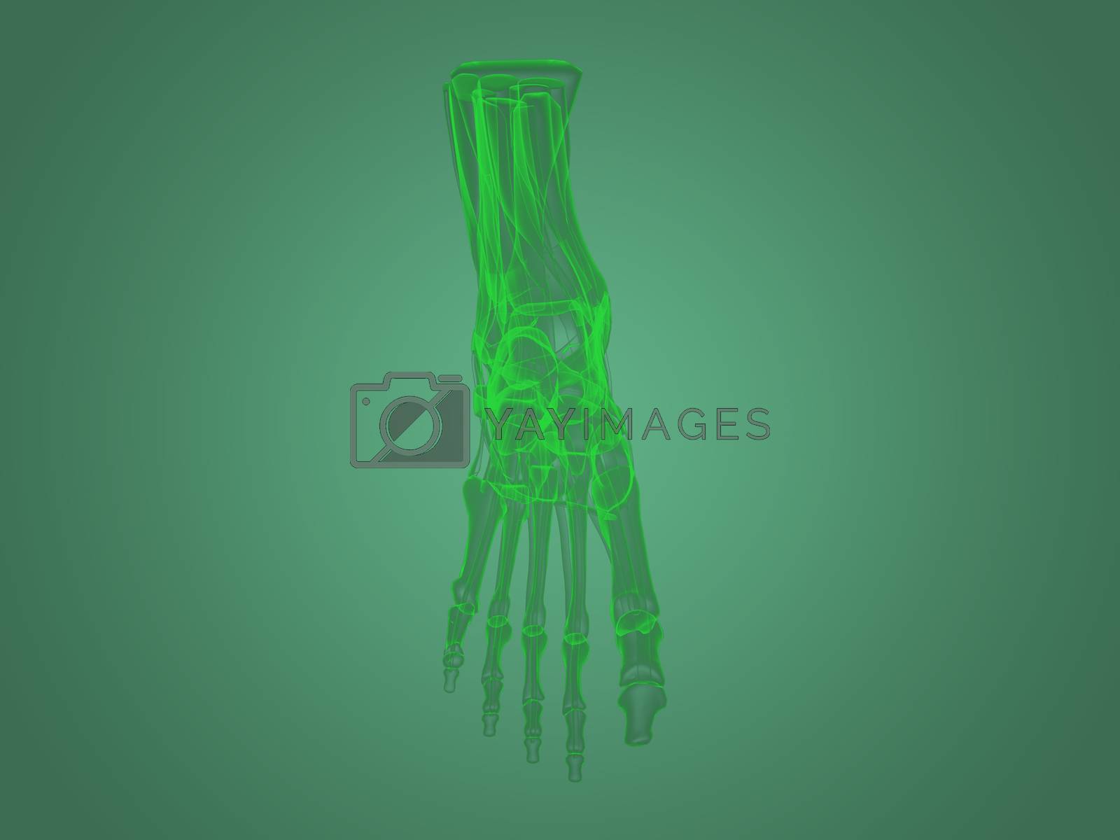 Royalty free image of X-ray foot anatomy by teerawit