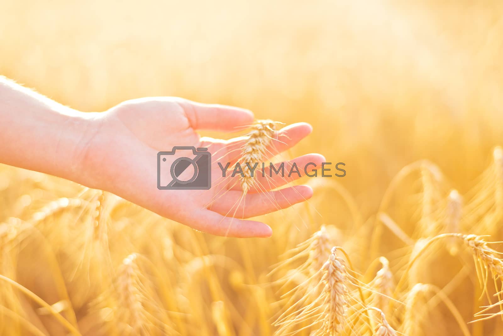 Royalty free image of Female hand in cultivated agricultural wheat field. by stevanovicigor