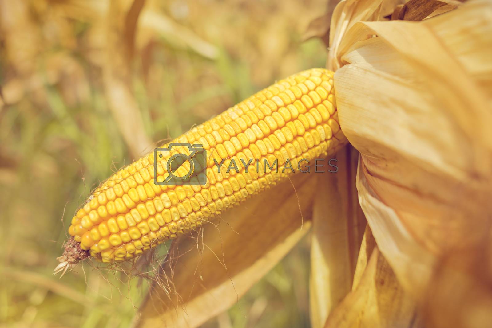 Royalty free image of Ripe maize corn on the cob by stevanovicigor