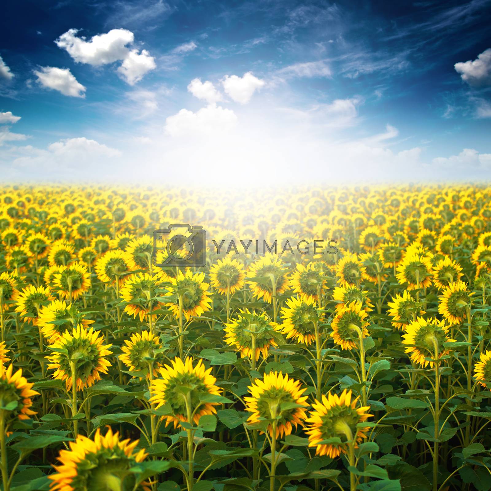 Royalty free image of Sunflower field by stevanovicigor
