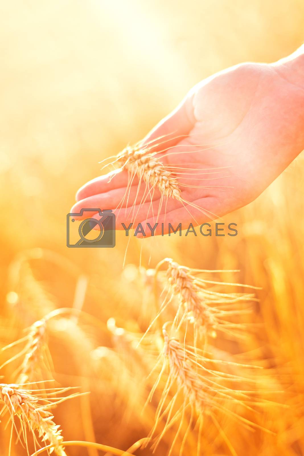 Royalty free image of Female hand in cultivated agricultural wheat field. by stevanovicigor