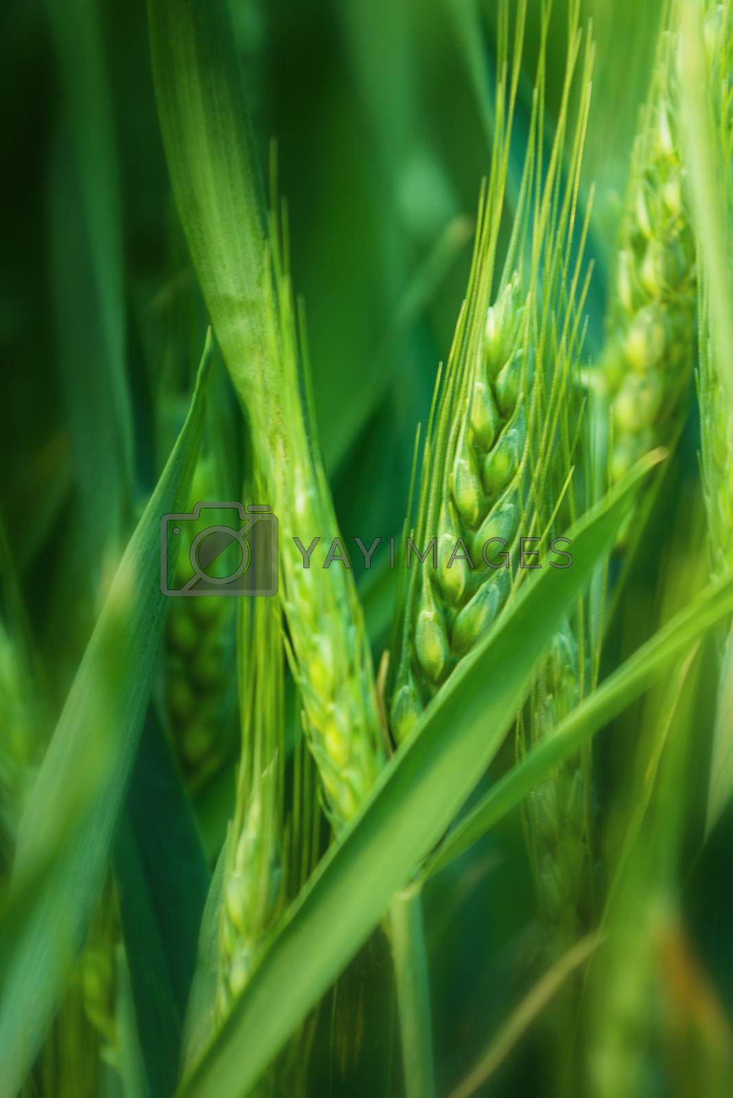 Royalty free image of Green Wheat Head in Cultivated Agricultural Field by stevanovicigor