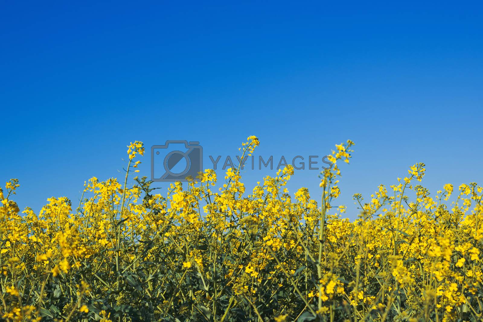Royalty free image of Oilseed Rapeseed Flowers in Cultivated Agricultural Field by stevanovicigor