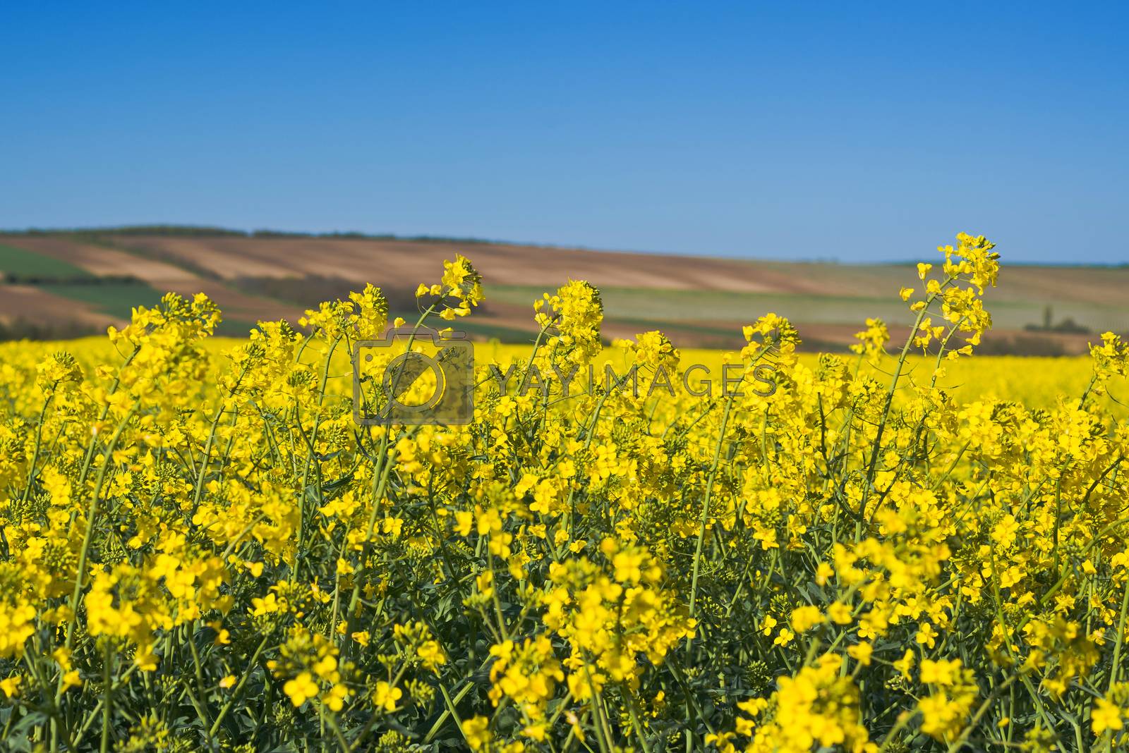 Royalty free image of Oilseed Rapeseed Flowers in Cultivated Agricultural Field by stevanovicigor