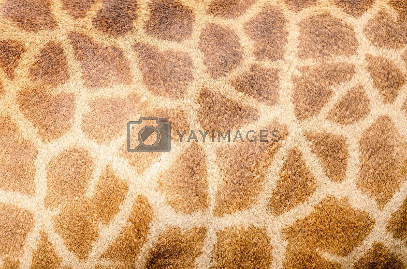 Royalty free image of Genuine leather skin of Giraffe by Gamjai