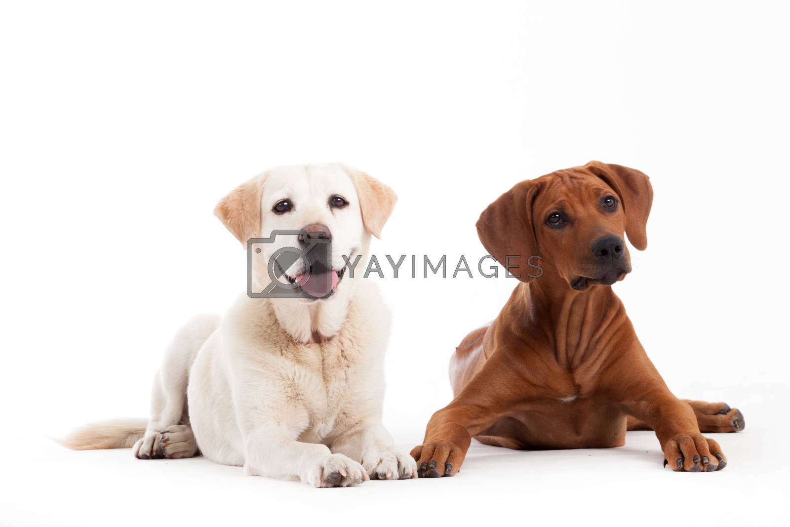 Royalty free image of Rhodesian Ridgeback  and golden retriever by DNFStyle