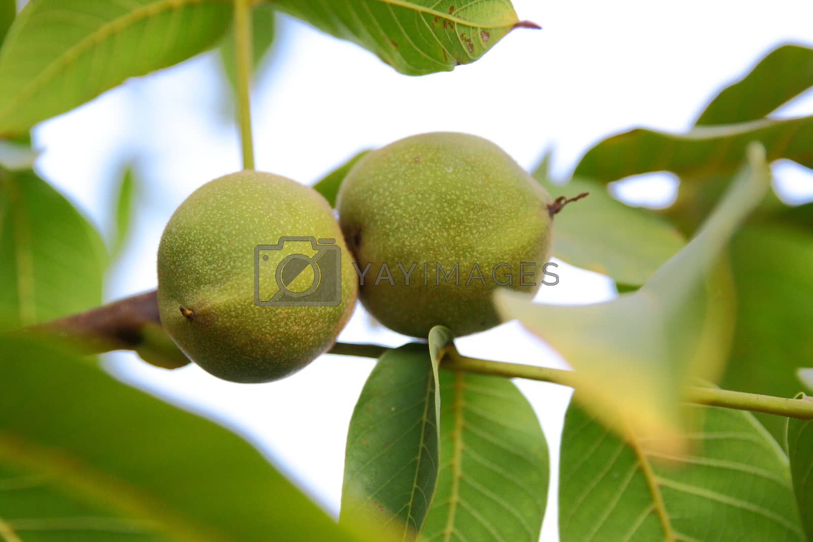 Royalty free image of green walnut on tree by mturhanlar