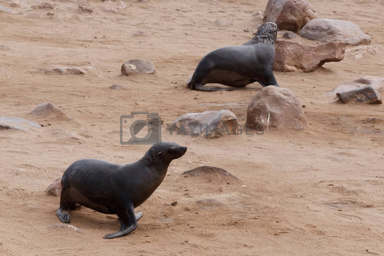 Royalty free image of sea lions in Cape Cross, Namibia, wildlife by artush