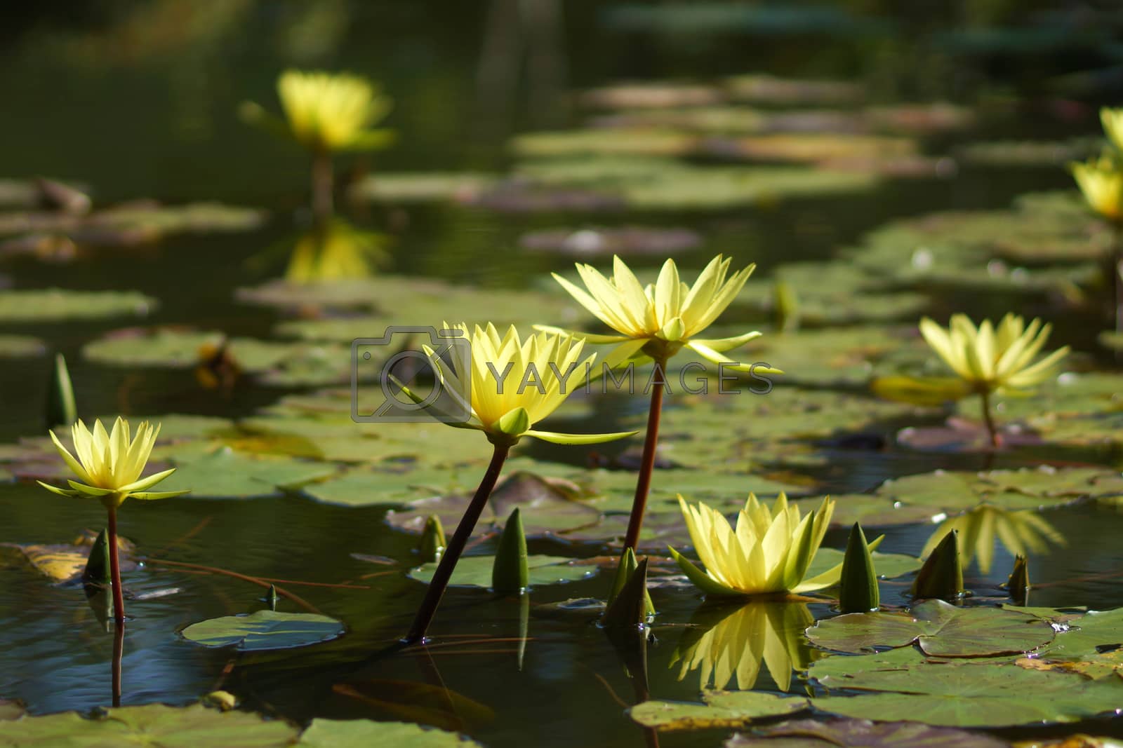 Royalty free image of beautiful waterlily or lotus flower by Noppharat_th