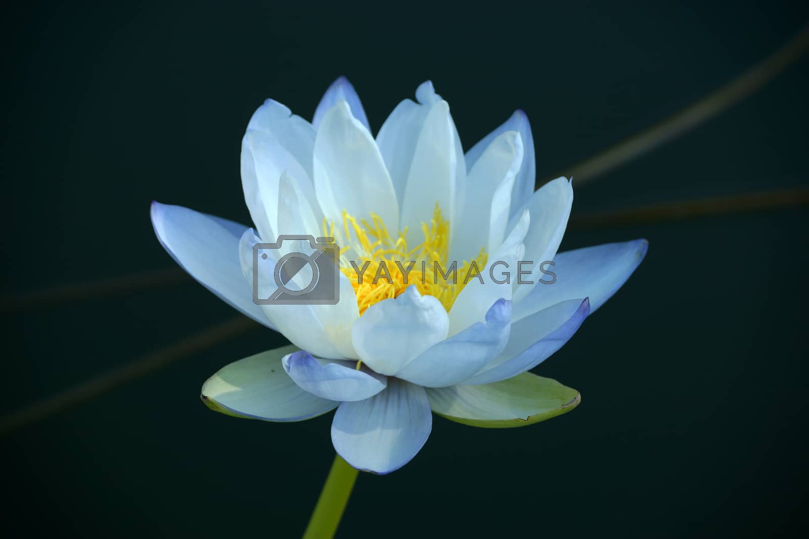 Royalty free image of Blue water lily by Noppharat_th