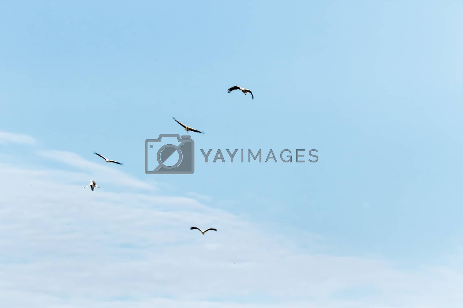Royalty free image of birds by TSpider