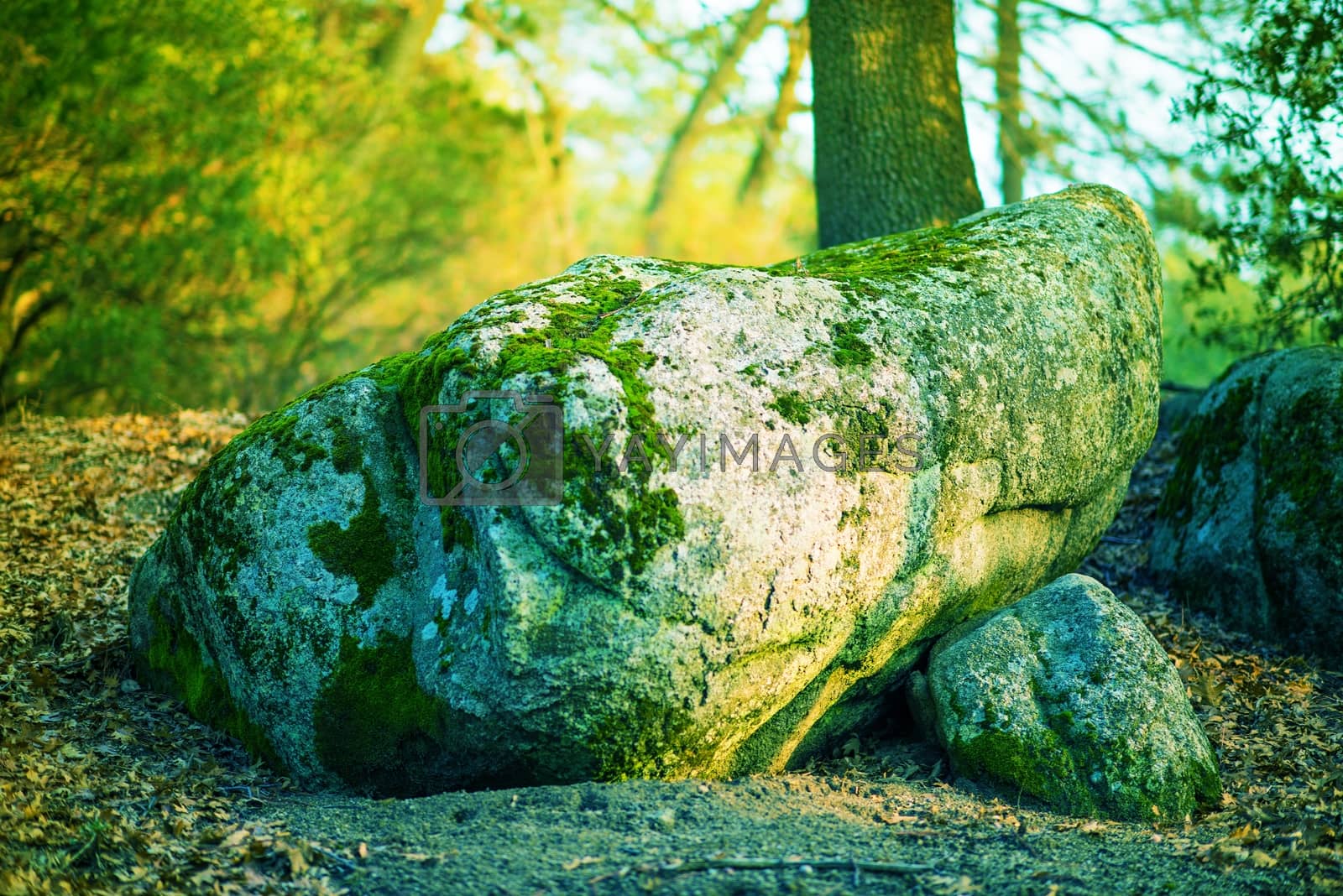 Royalty free image of Magic Mossy Boulder by welcomia