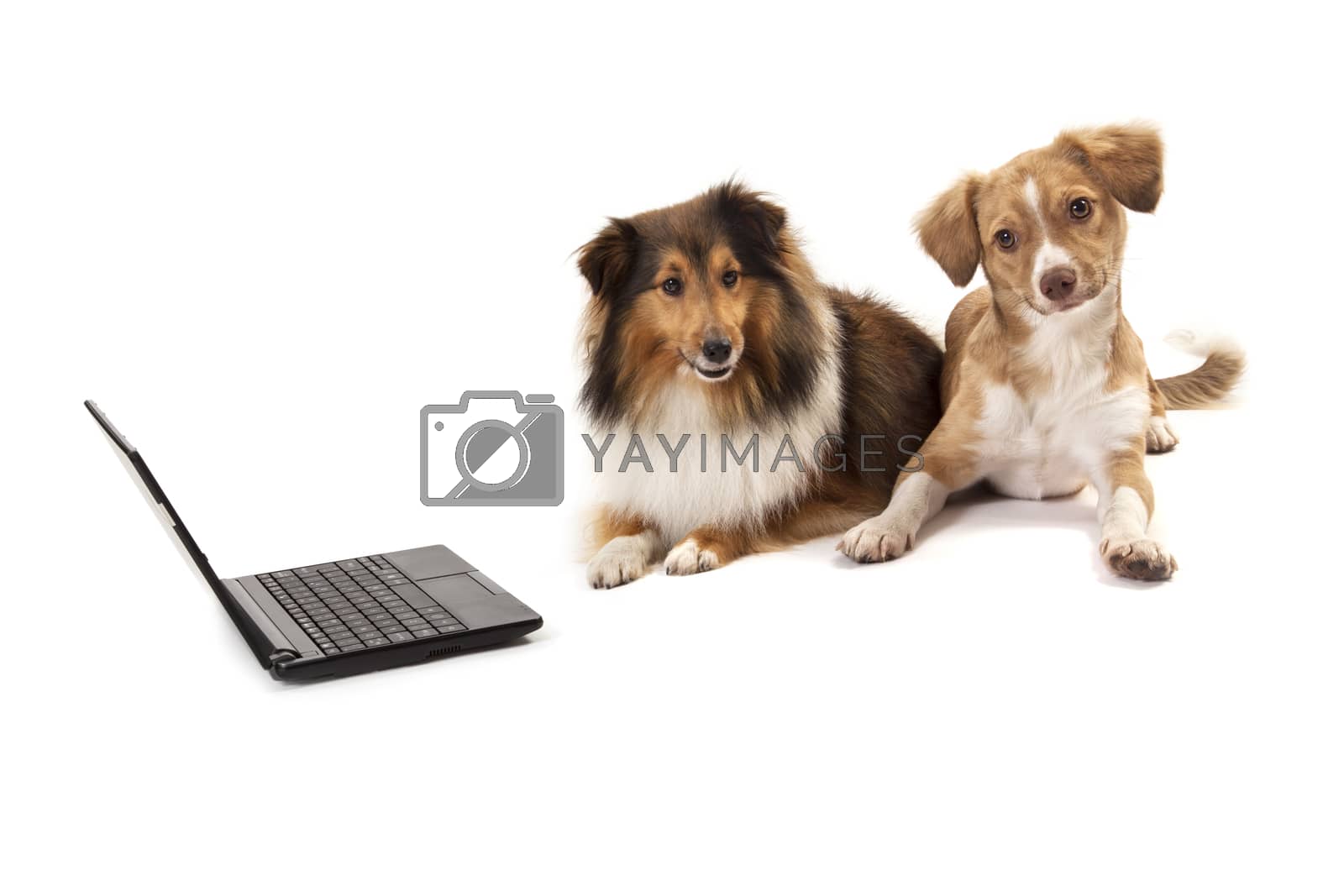 Royalty free image of Dogs sitting besides laptop by Aarstudio