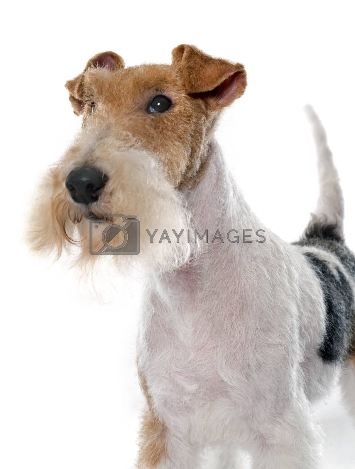 Royalty free image of purebred fox terrier by cynoclub