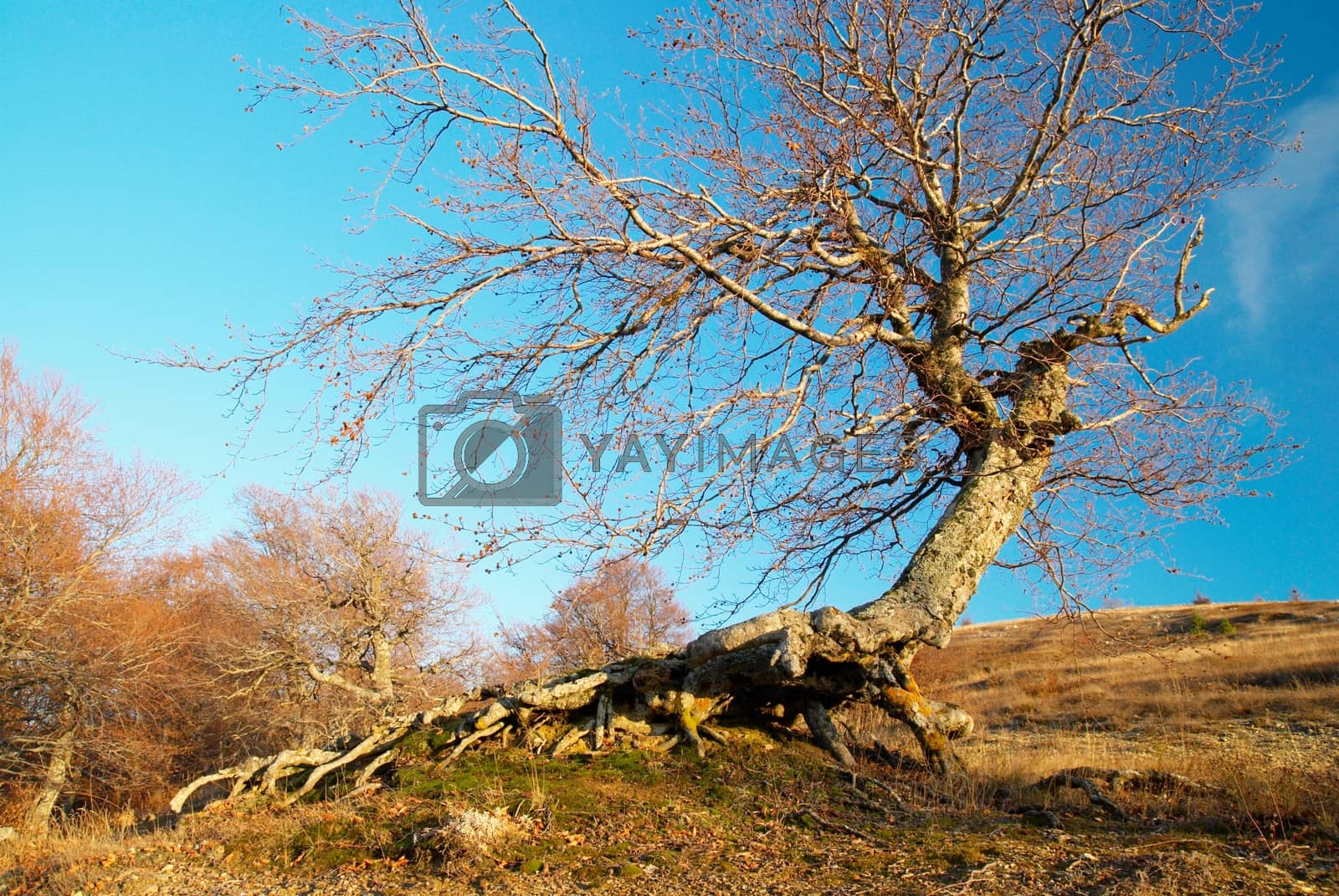 Royalty free image of Landscape with tree and blue sky. by vapi