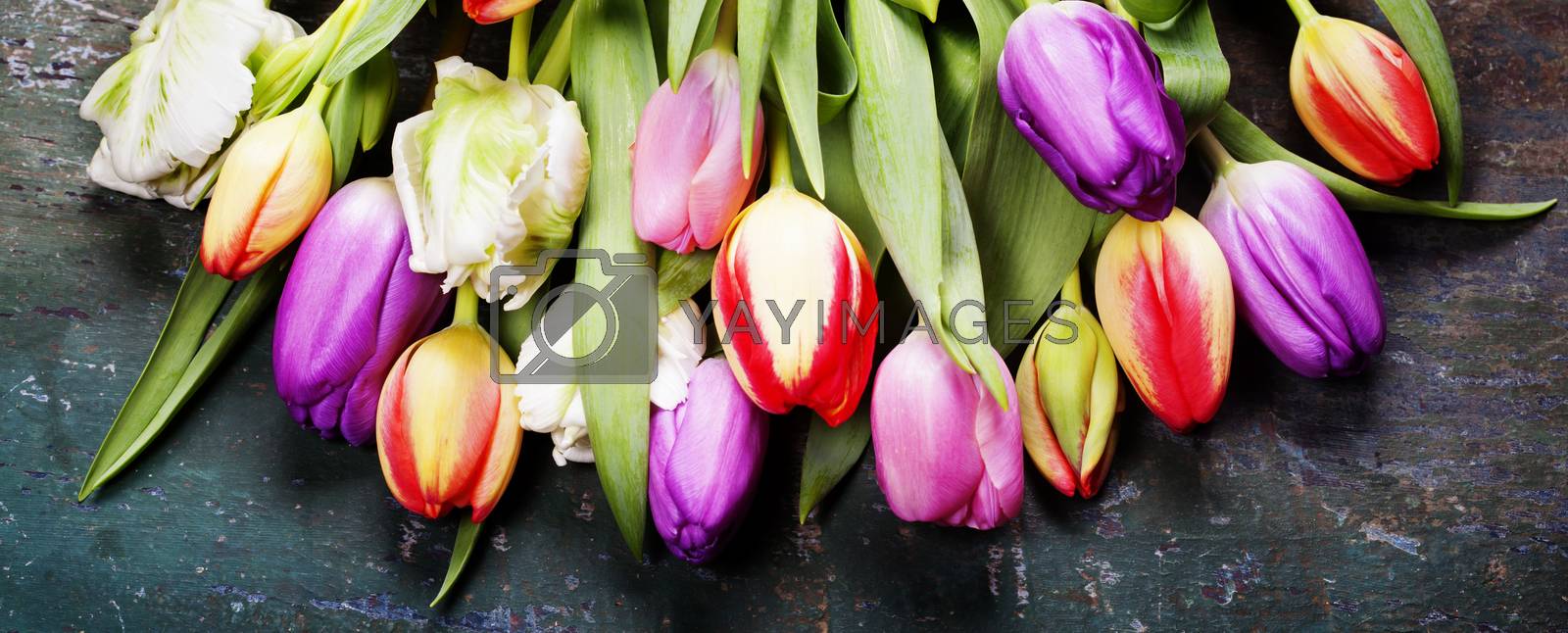 Royalty free image of Tulips on a wooden background  by klenova