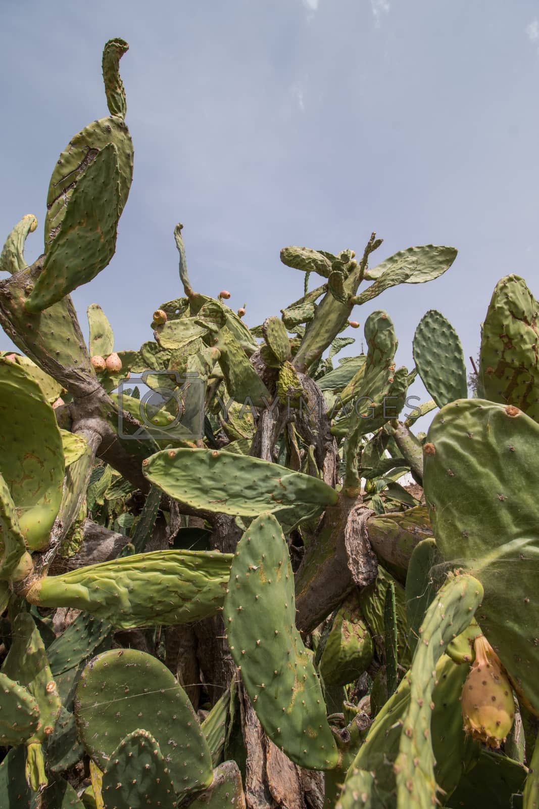 Royalty free image of  Prickly pears (Opuntia ficus-indica) or indian figs by membio