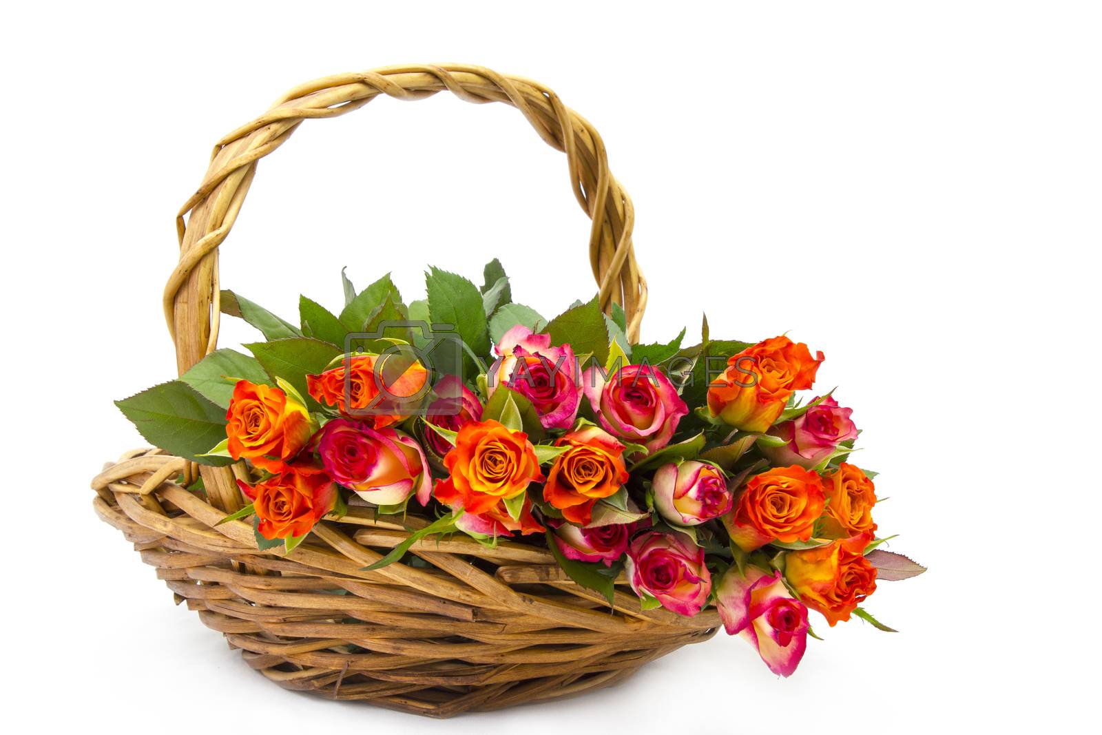 Royalty free image of roses in a basket on white background by miradrozdowski