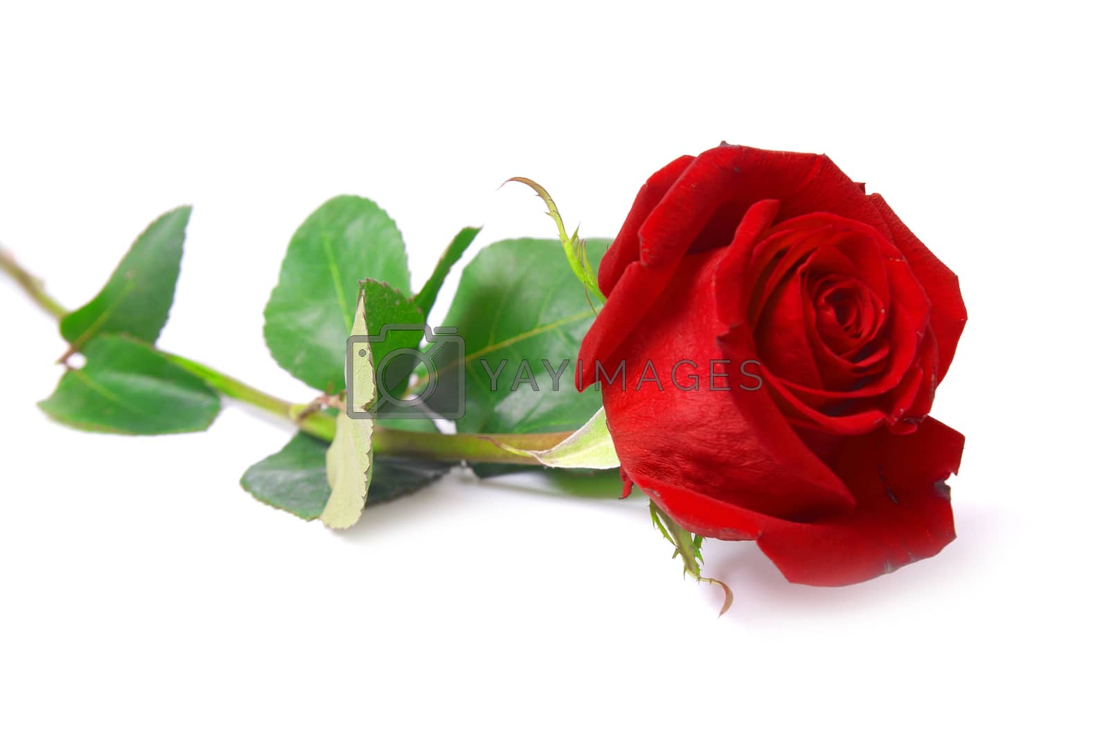 Royalty free image of Red rose by vapi