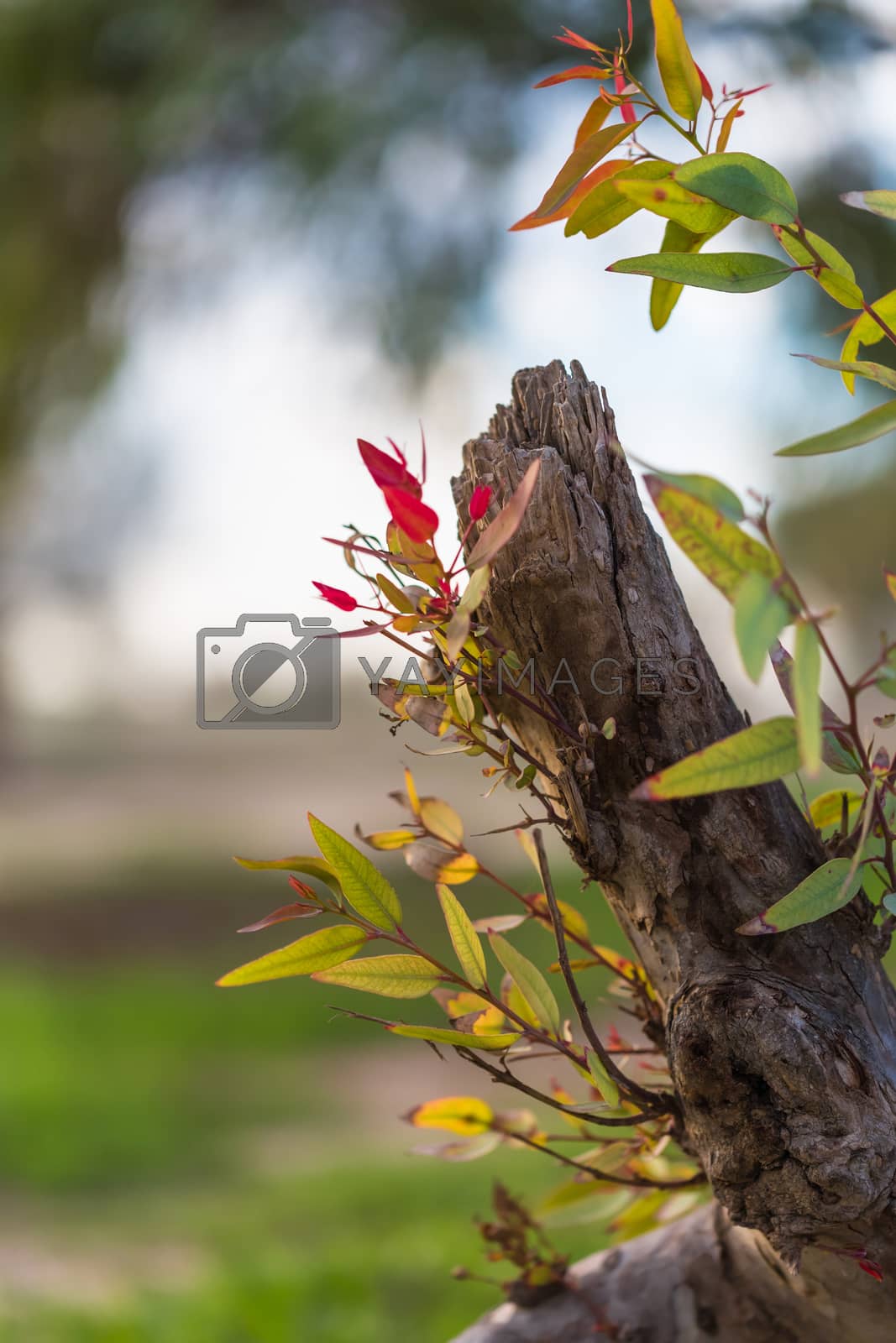 Royalty free image of natural background leaves  by MegaArt
