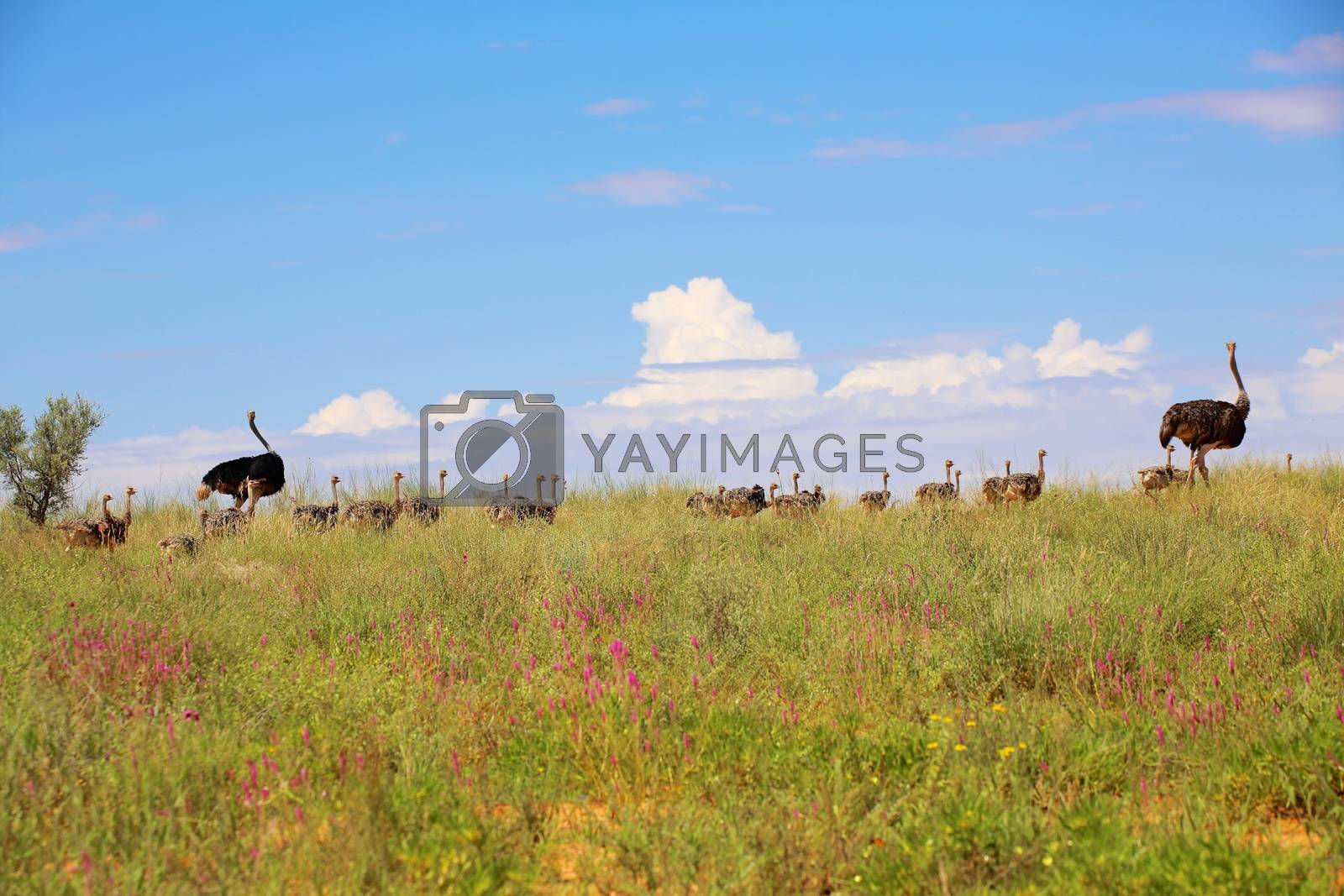 Royalty free image of ostrich babies at kgalagadi transfrontier national park by photogallet