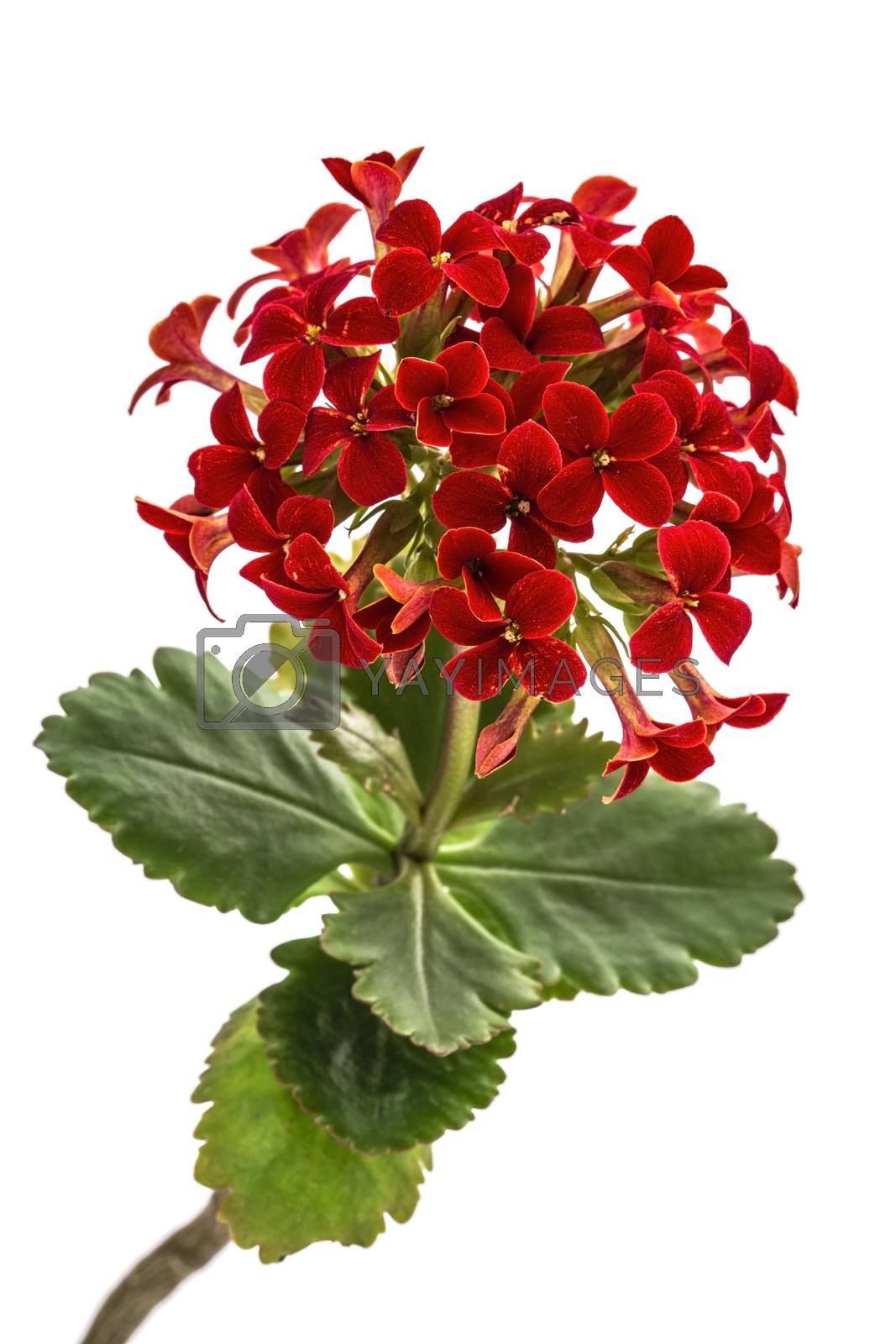 Royalty free image of Flower Kalanchoe, tropical succulent, isolated on white backgrou by kostiuchenko