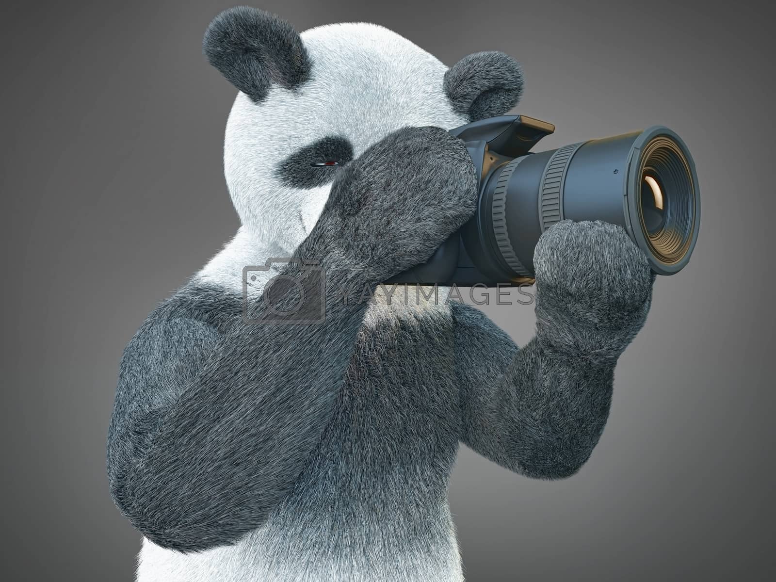 Royalty free image of panda animail character photographer camera takes picture isolated background 3d cg render digital illustration by xtate