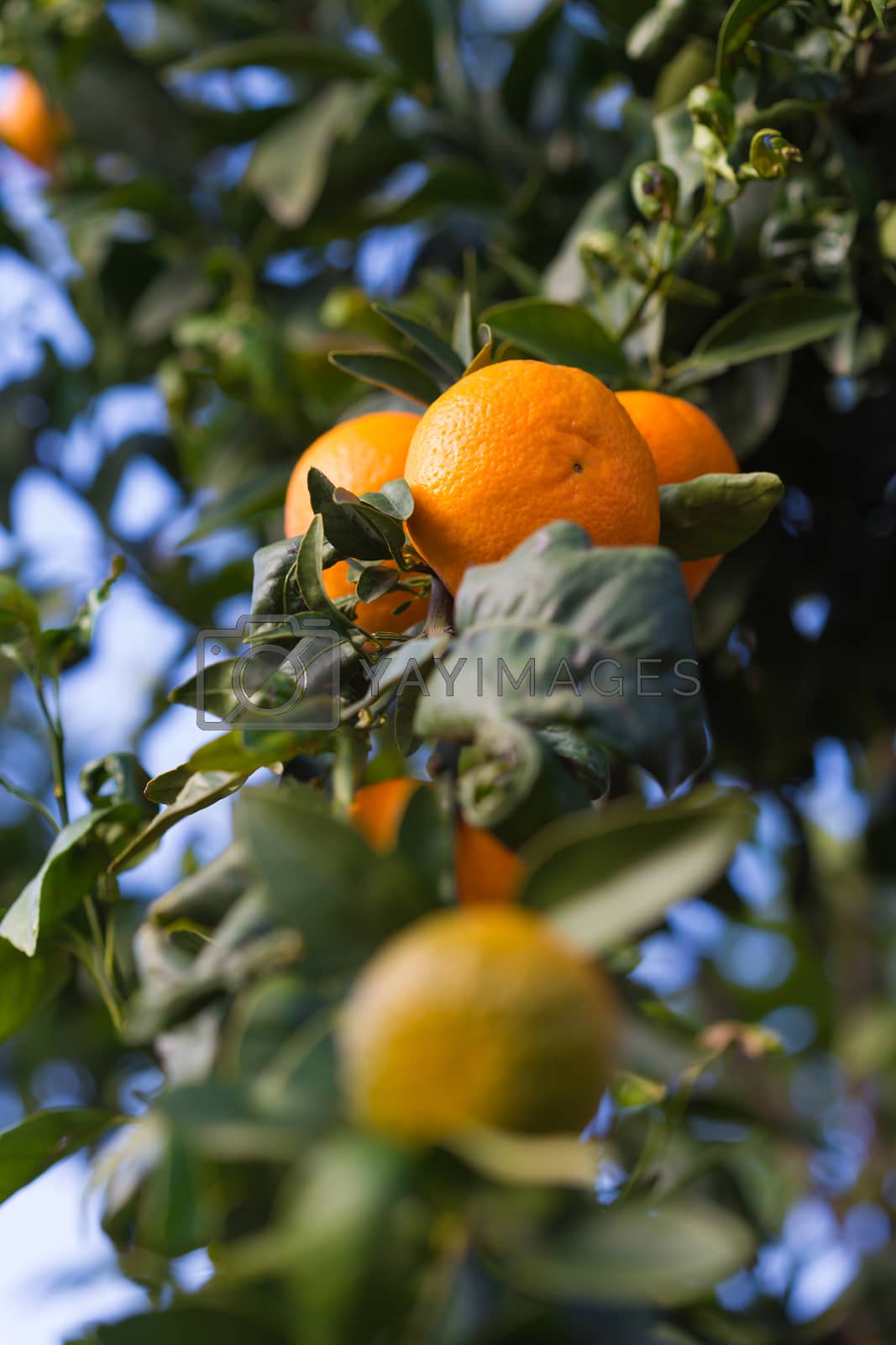 Royalty free image of tangerines growing on a tree  by MegaArt
