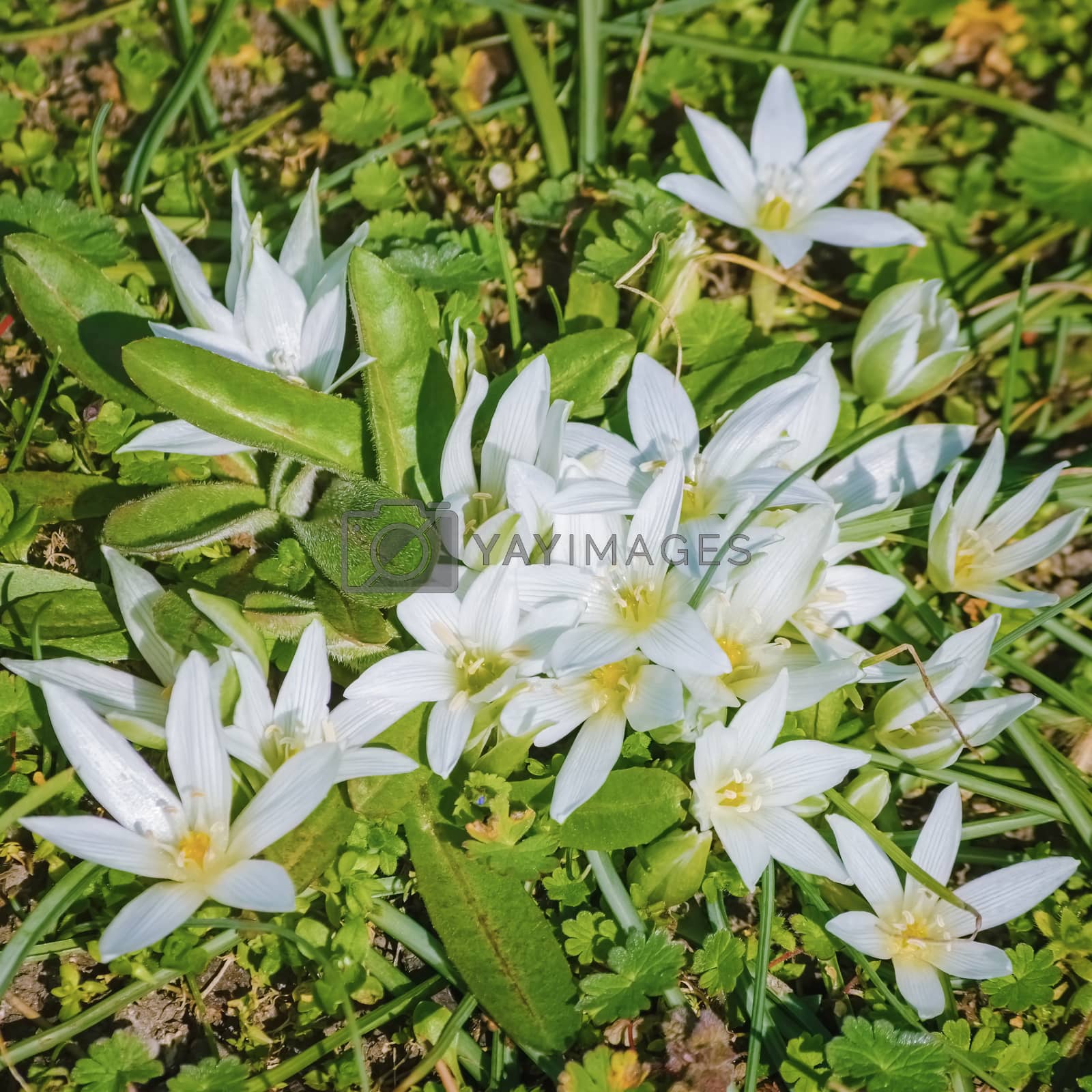 Royalty free image of Ornithogalum by SNR