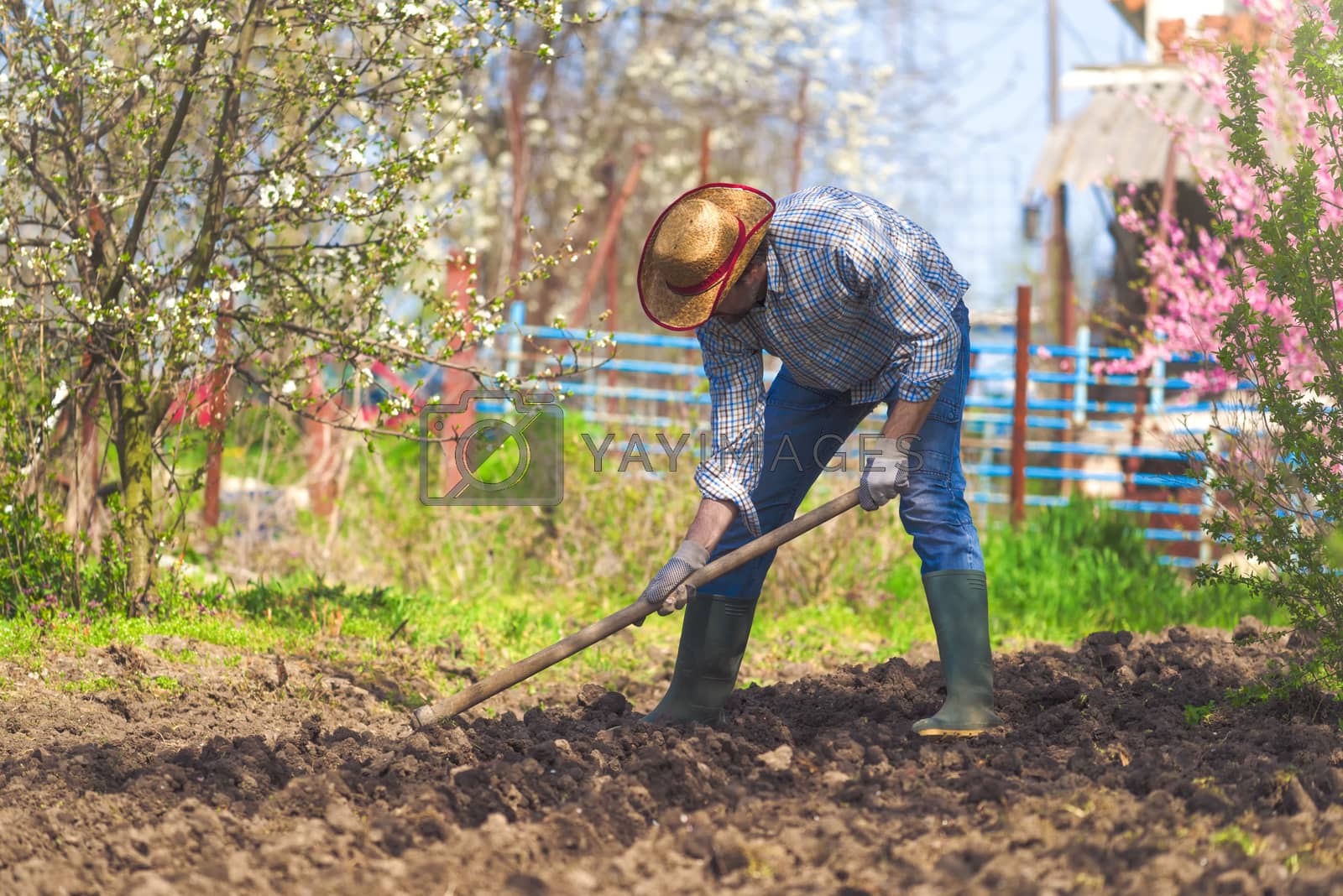 Royalty free image of Man hoeing vegetable garden soil by stevanovicigor