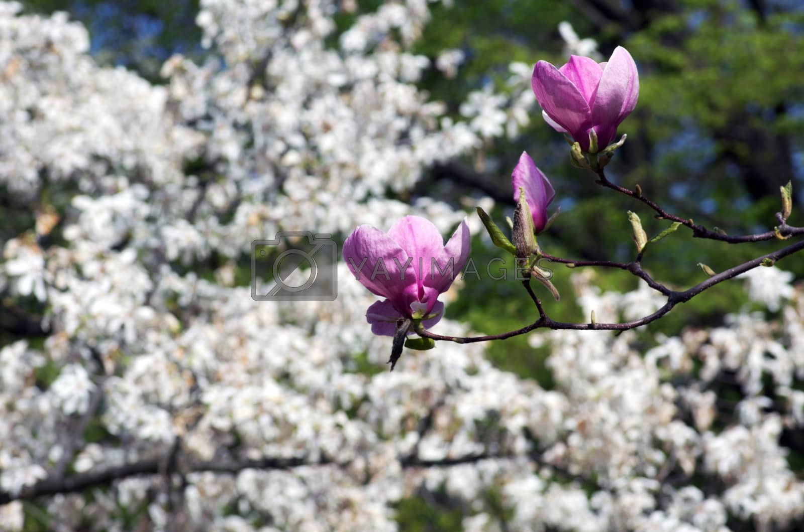 Royalty free image of Beautiful Flowers of a Magnolia Tree by dolnikow