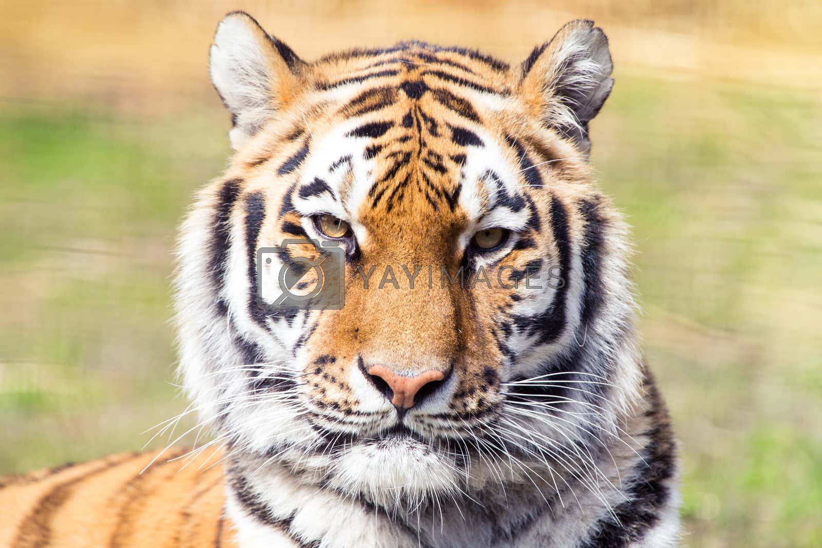 Royalty free image of Siberian tiger by thomas_males