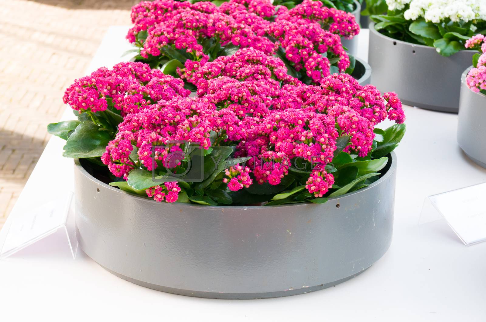 Royalty free image of Blooming pink Kalanchoe, Keukenhof Park, Lisse in Holland by Eagle2308