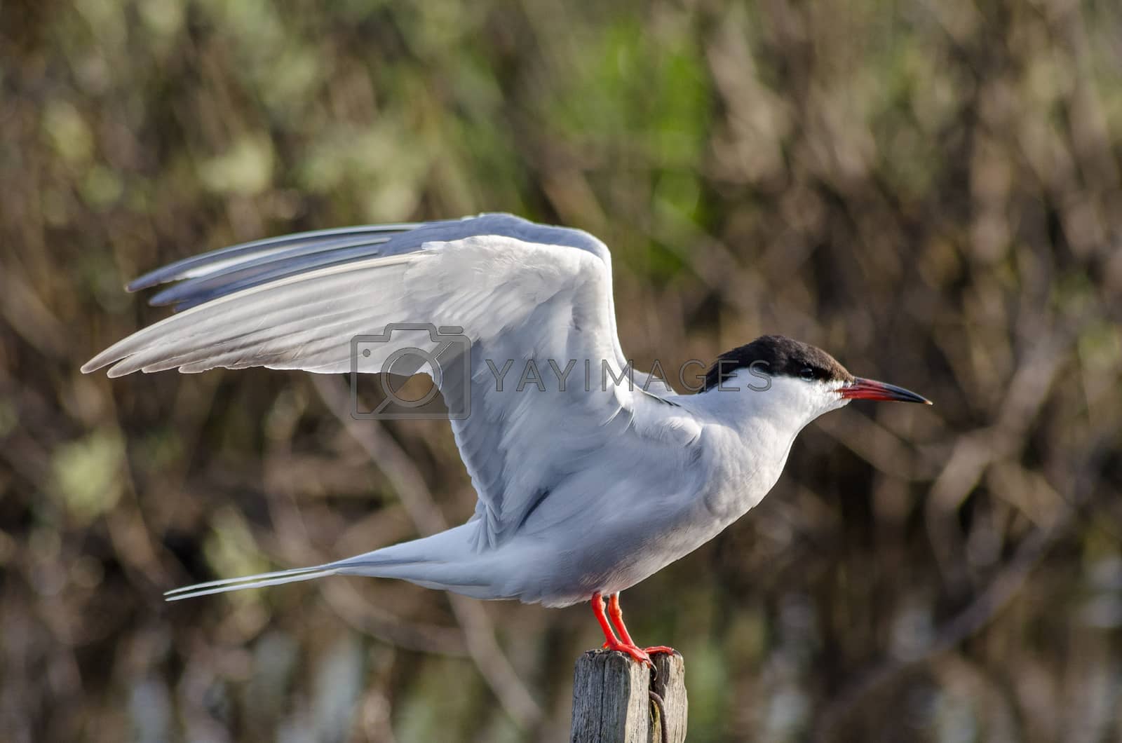 Royalty free image of Tern is a waterfowl bird, the Seagull by ganchar