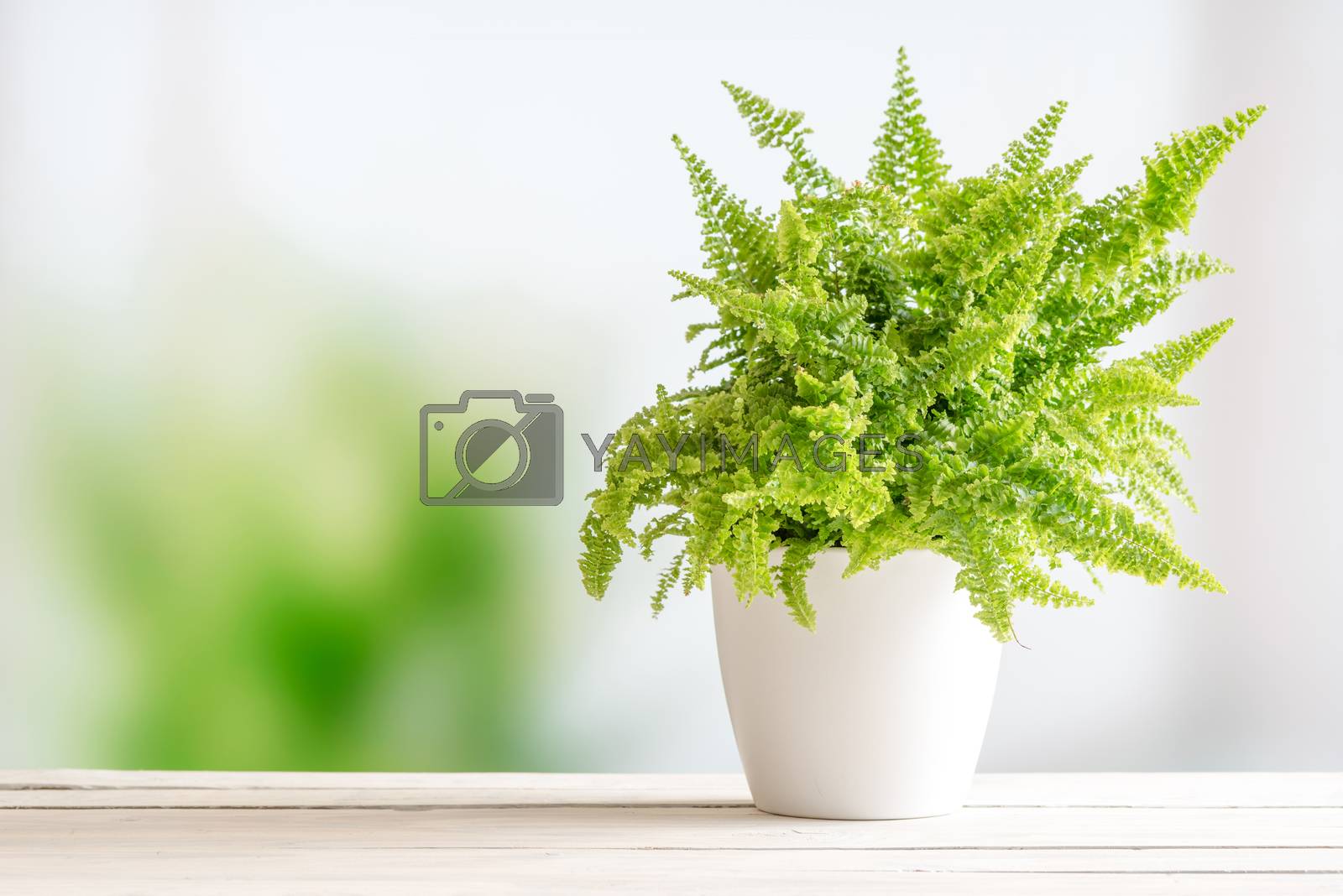 Royalty free image of Fern in a white flowerpot by Sportactive