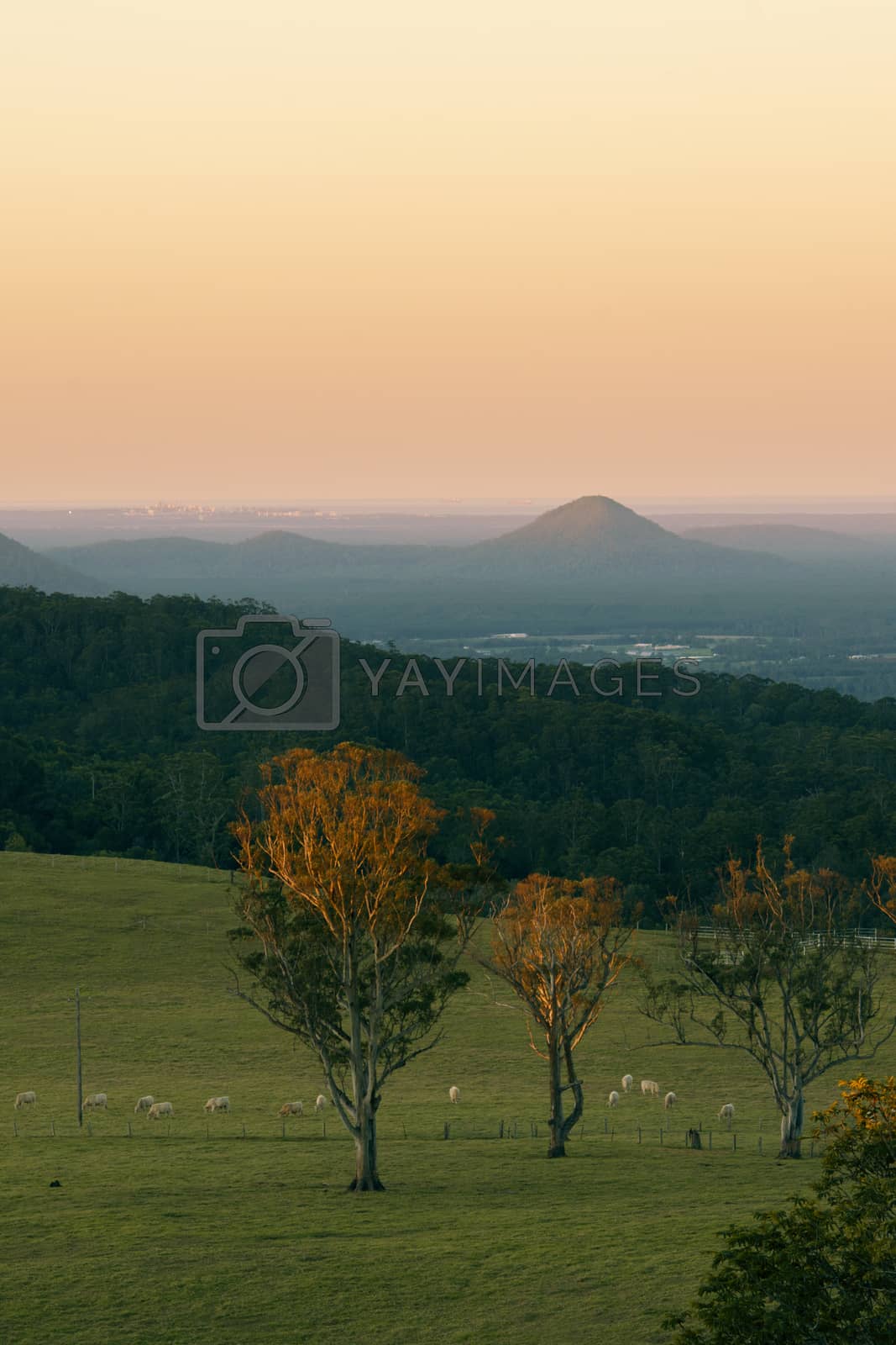 Royalty free image of View from Dahmongah lookout in Mount Mee by artistrobd