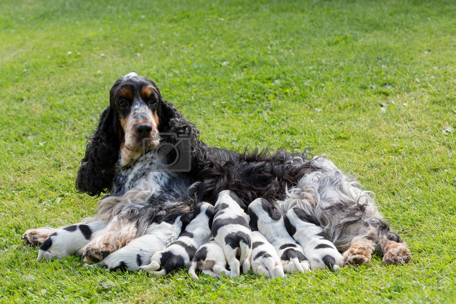 Royalty free image of purebred English Cocker Spaniel with puppy by artush