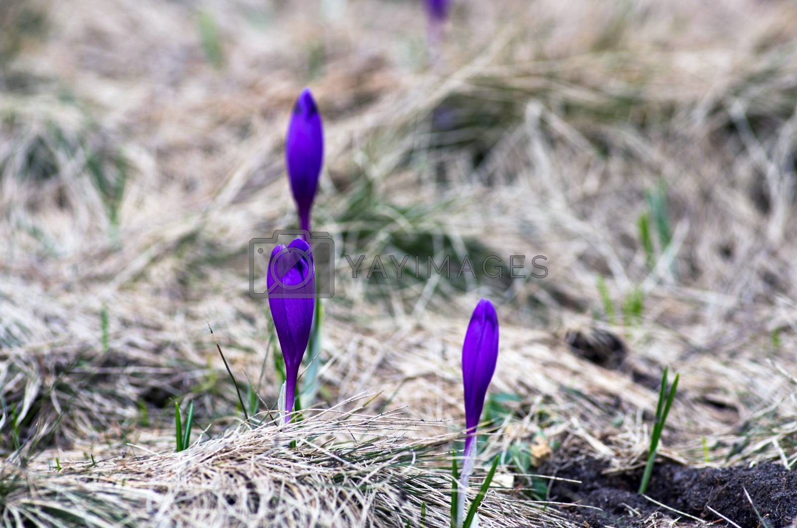 Royalty free image of Spring crocus flowers on green natural background. Selective foc by dolnikow