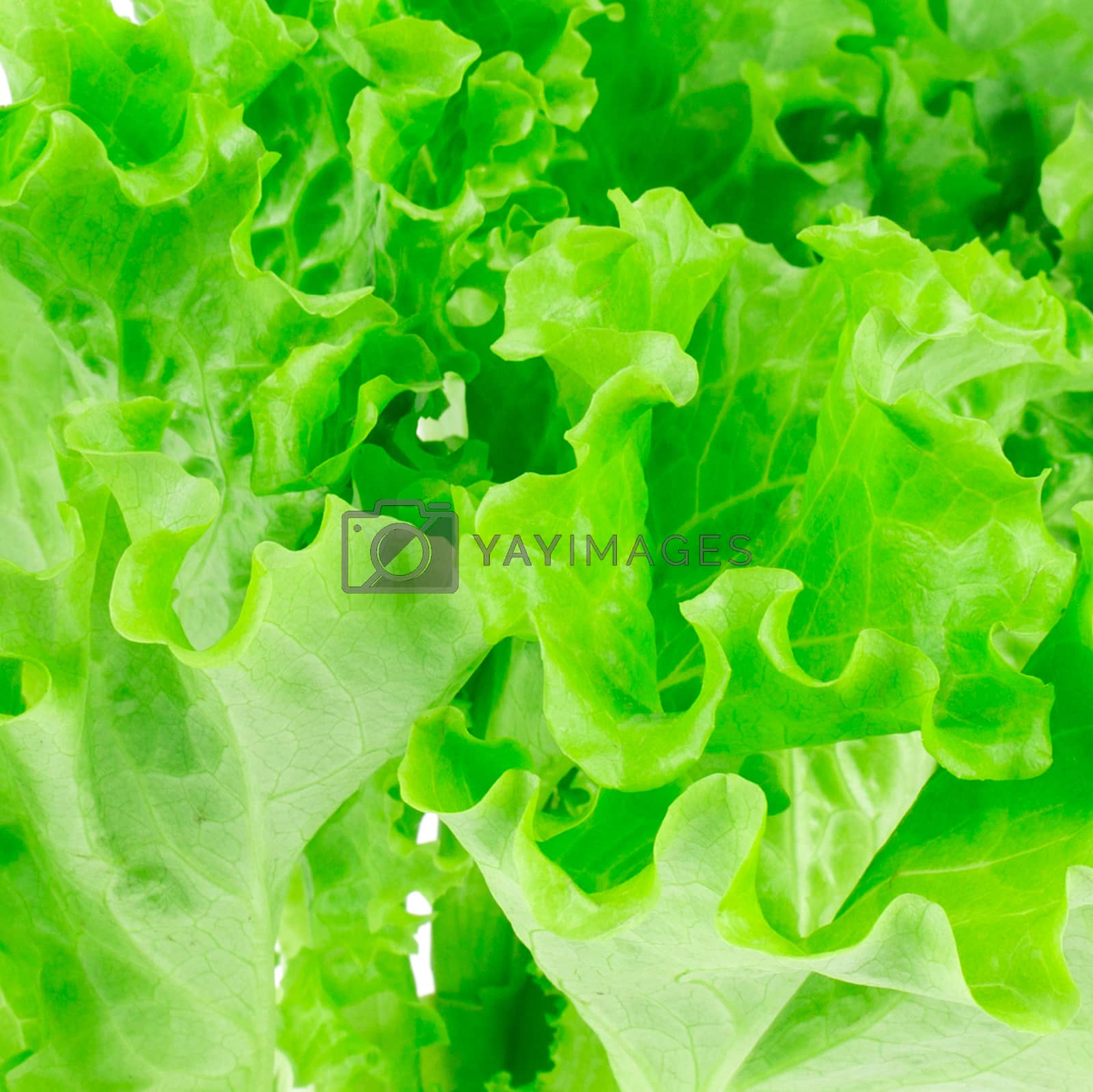 Royalty free image of lettuce leaves on a white background by ozaiachin